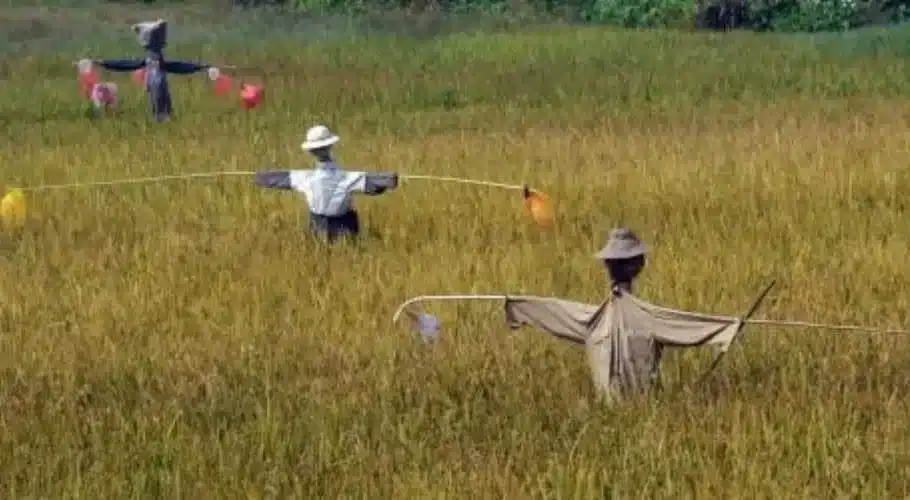 Other methods to protect rice farm from birds