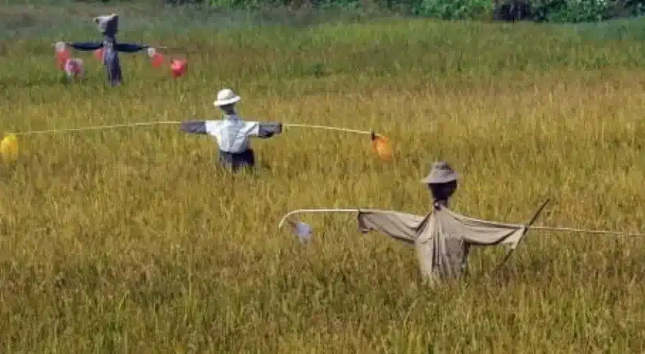 Scarecrows