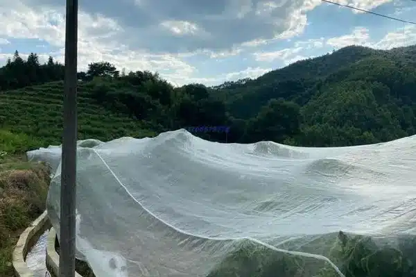 Overhead netting for cherry trees