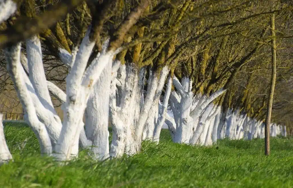 Painting Tree Trunks