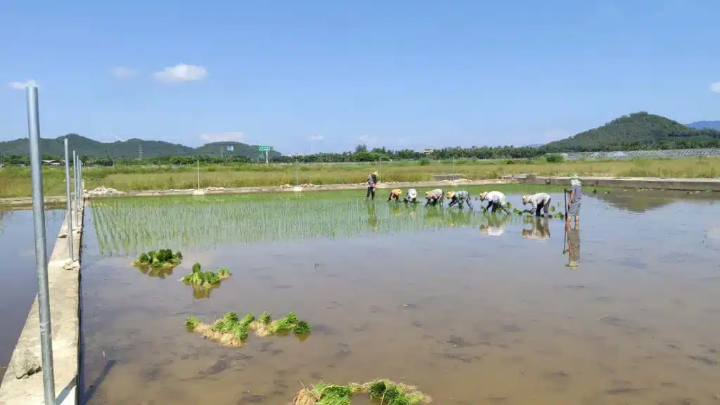 Polls used to install bird netting for rice farm