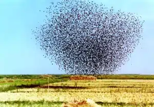 Quelea birds move in large flocks