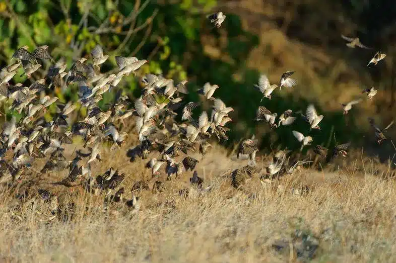 Red-billed quelea is the most damaging pest of crops in Africa