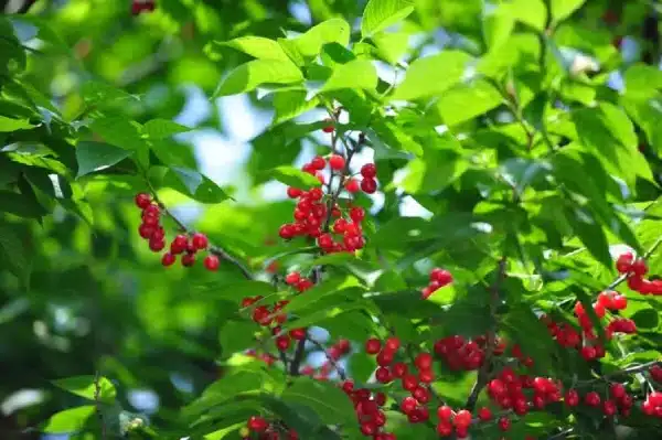 Ripen Cherries