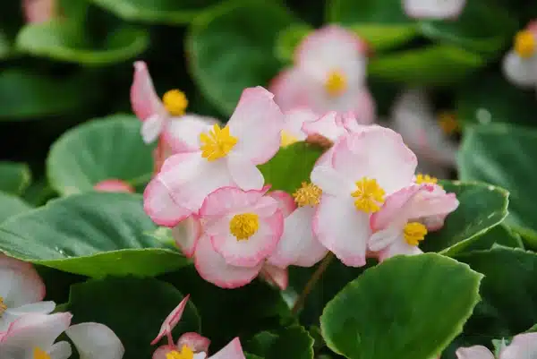 Shade-loving plants - Begonia