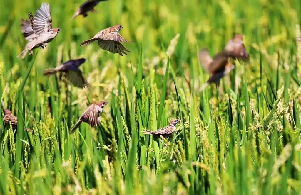 So many birds attract African farms