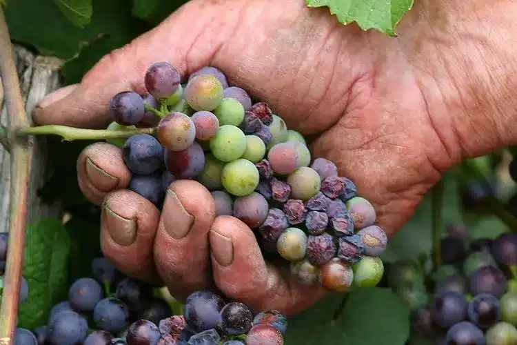 Sun-damaged grapes