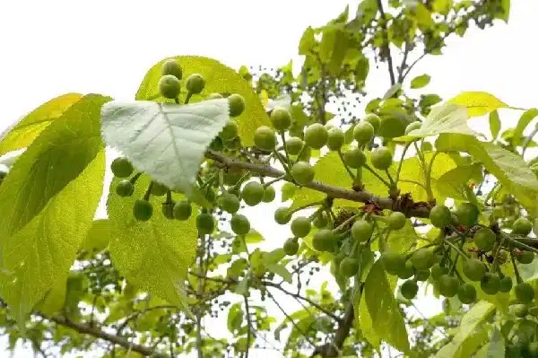 Unripe Cherries