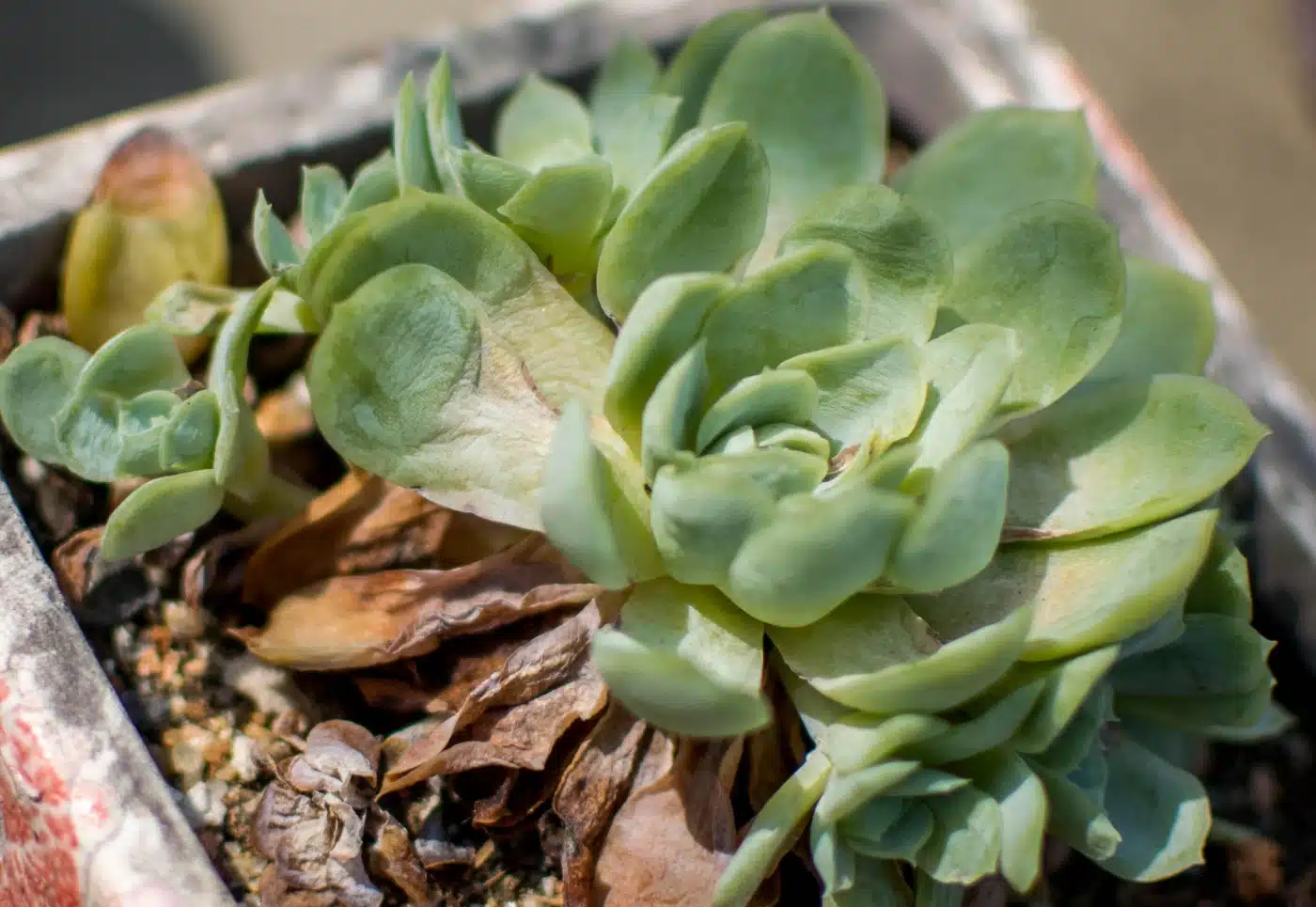 how to prevent plants from sunburn