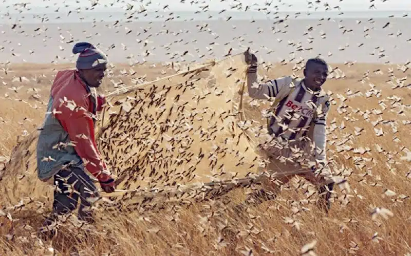Catching desert locusts with DIY net