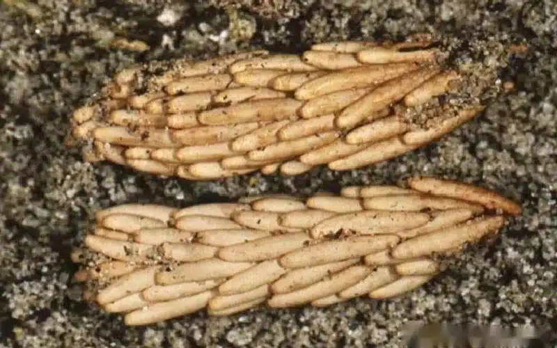 Desert locust egg pod