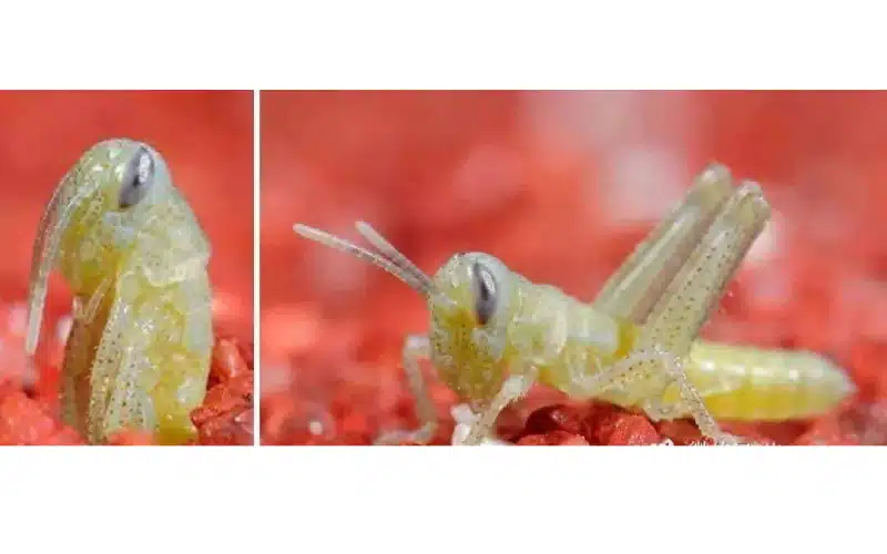 Desert locust hatching