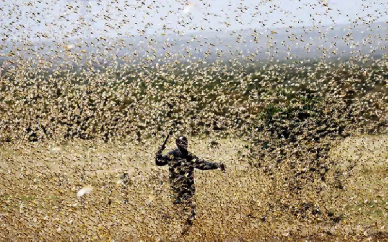 Flying desert locusts in Africa