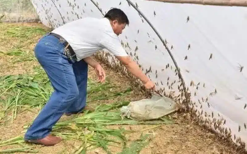 Insect nets can both raise locusts and prevent them from entering your farms.