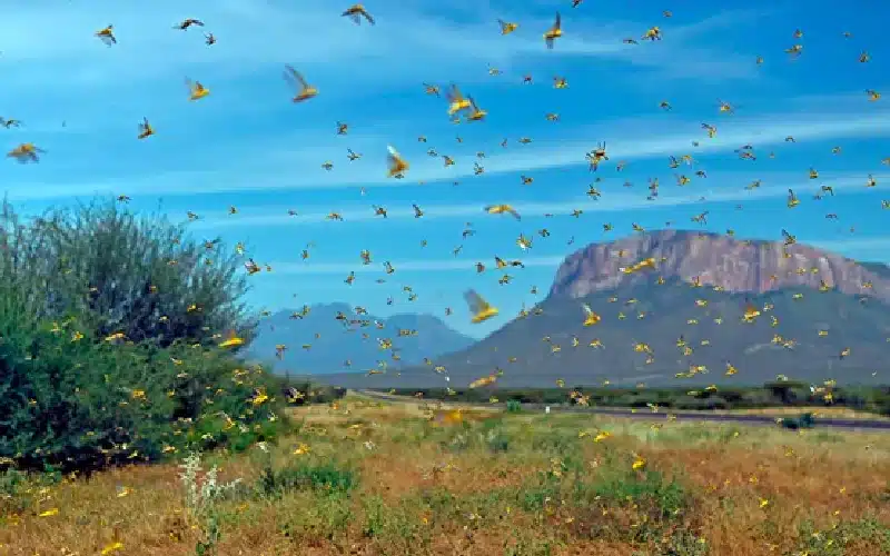 On January 22, 2020, locusts surged from the ground vegetation in northern Kenya