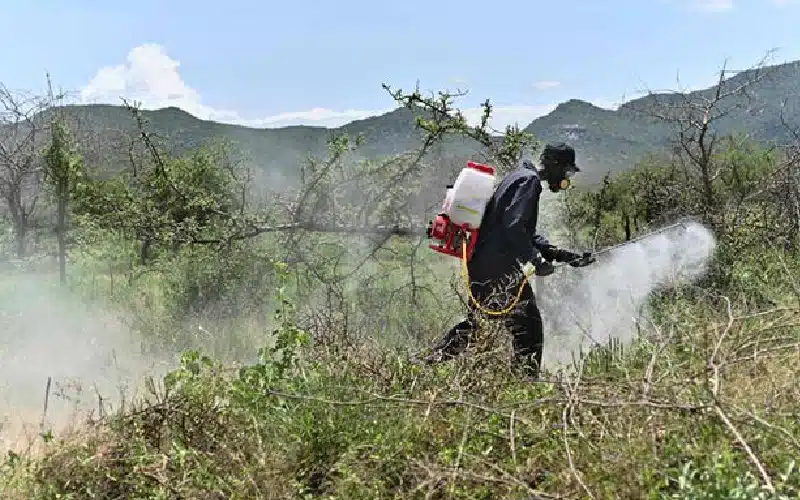 Volunteers spraying insecticide