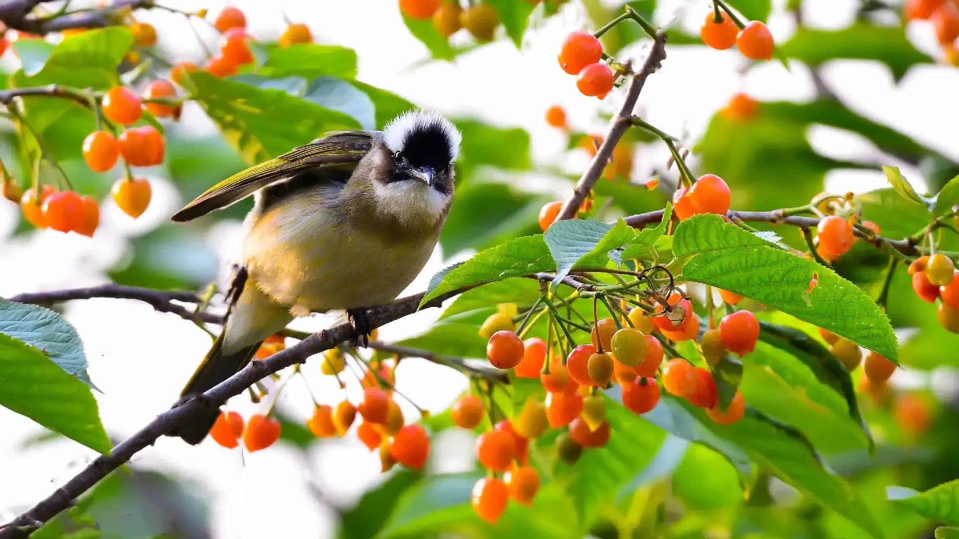 Birds eating cherries