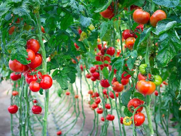 A bountiful harvest of tomatoes in the polytunnel