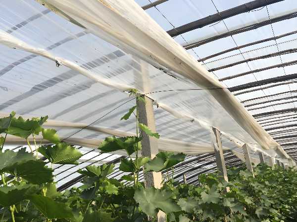 Internally hung white shade net in the polytunnel