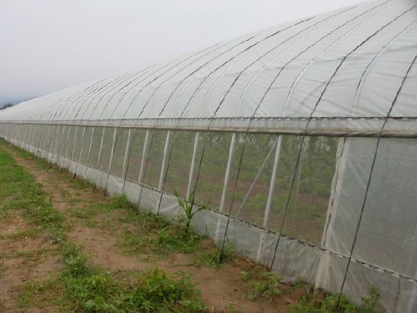 Crops growing under insect netting