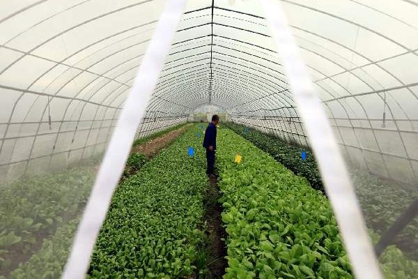 Insect netting installed on the polytunnel door