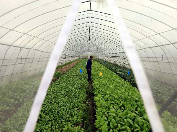 Insect netting installed on the polytunnel door