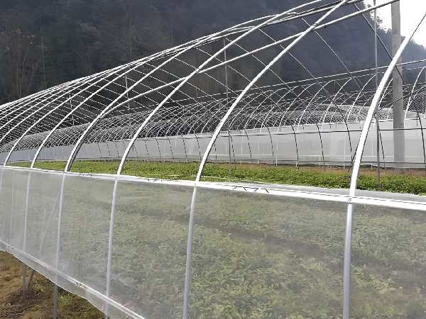Insect netting used around the perimeter of the polytunnel