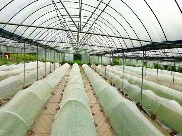 Multiple areas inside a greenhouse protected by insect netting