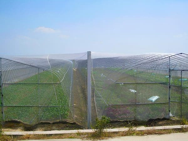 Polytunnels covered with external insect netting