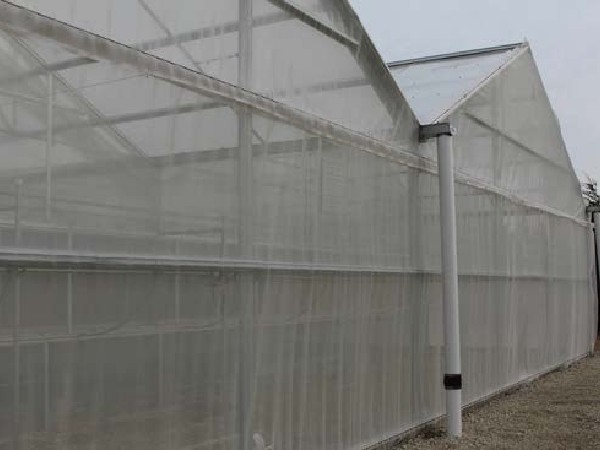 Insect exclusion screening placed over greenhouse opening