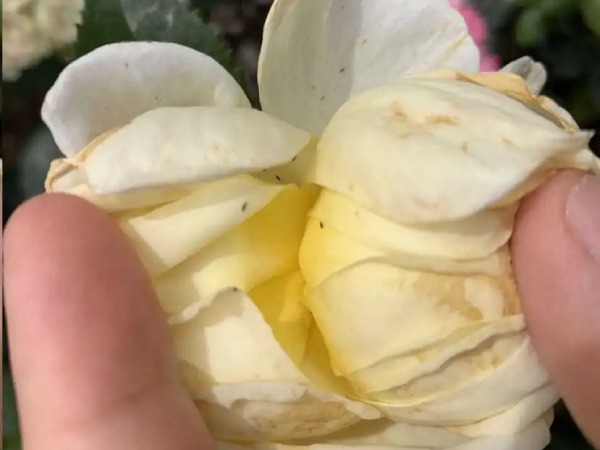 Summer roses under heavy thrip infestation