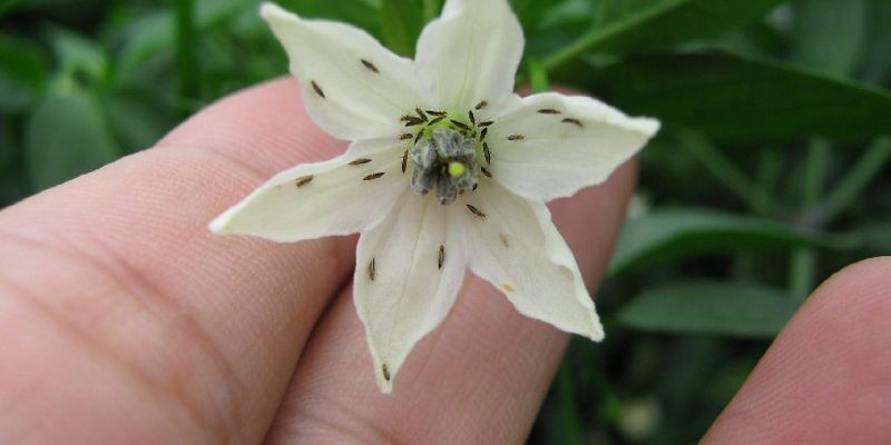 Thrips infestation on a pepper flower