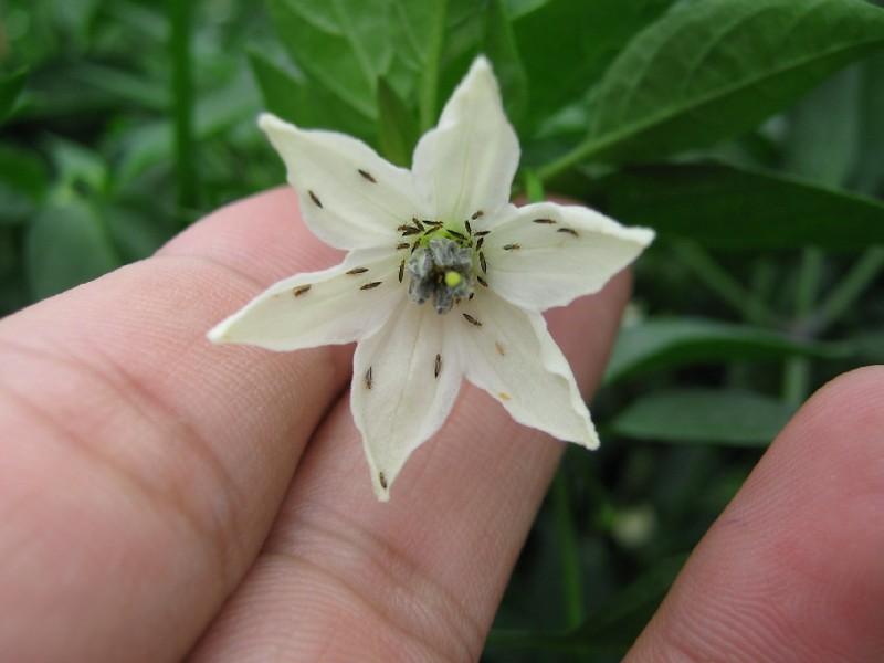 Thrips infestation on a pepper flower