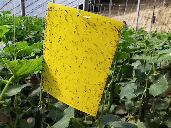 Yellow sticky traps for pest monitoring