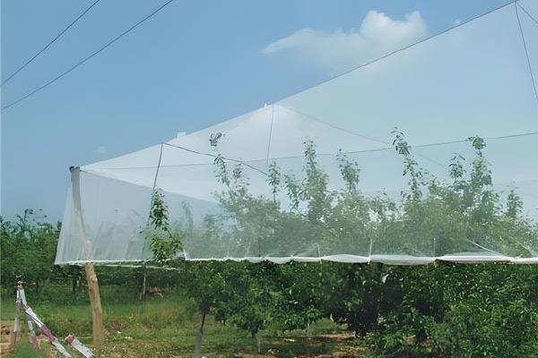 Citrus netting also helps against hail