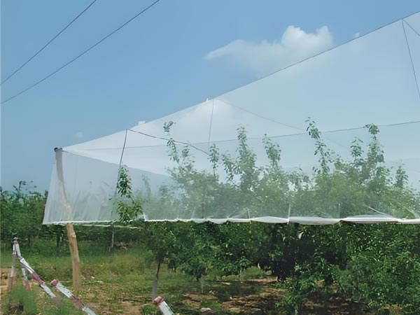 Citrus netting also helps against hail