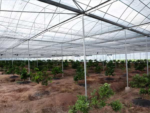 Citrus netting greenhouse designed to withstand strong winds