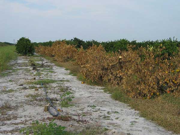 Citrus orchard affected by Asian citrus psyllid (ACP)