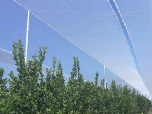 Hoop‑house coverage — bee netting for citrus