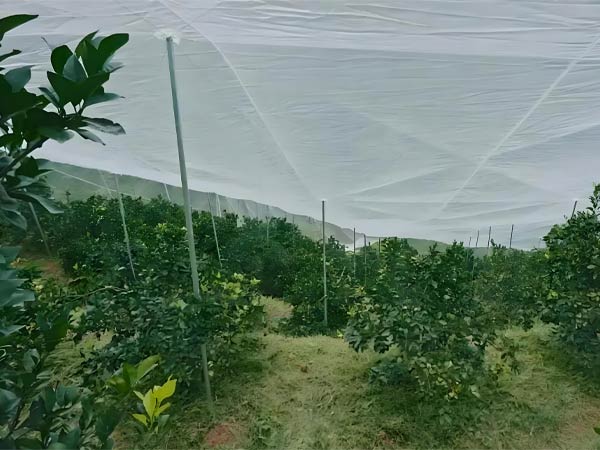 Small citrus net, big impact