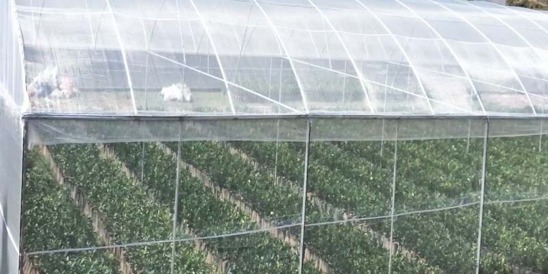 Greenhouse insect netting helps reducing pesticide use