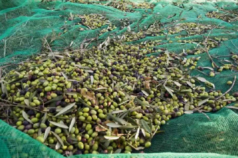 Fruit Harvesting Net for Sale