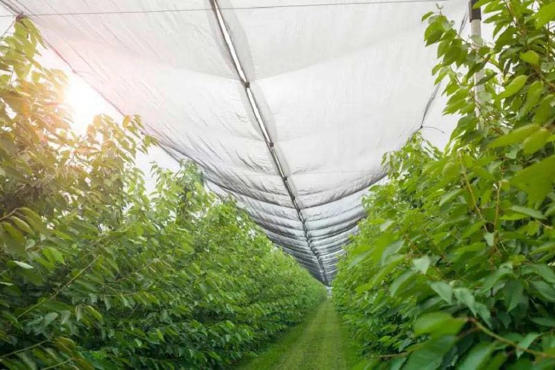 Hail Netting for Sale