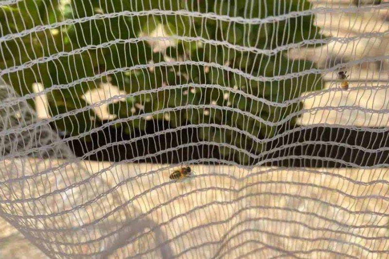 anti bee nets