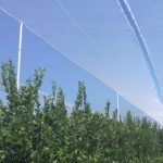 Сетка от пчел для цитрусовых деревьев