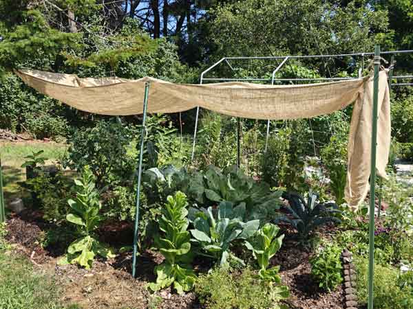 Lightweight burlap shade cloth for vegetables by stowaway43