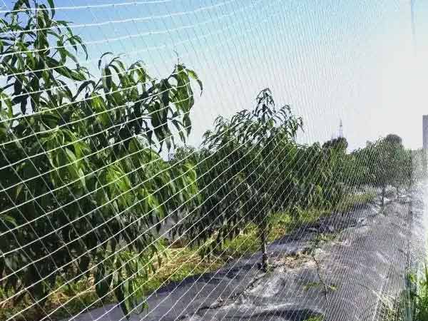Anti-bird netting in a cherry orchard