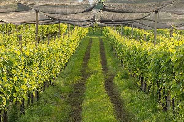 Windbreak netting protecting a vineyard
