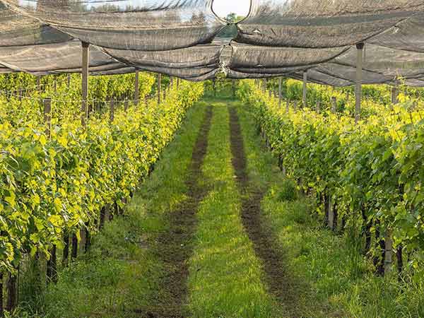 Windbreak netting protecting a vineyard