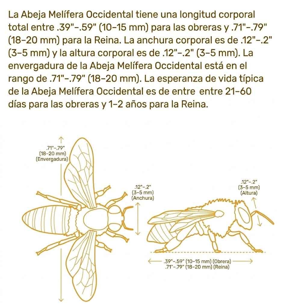 Tamaño de Apis mellifera